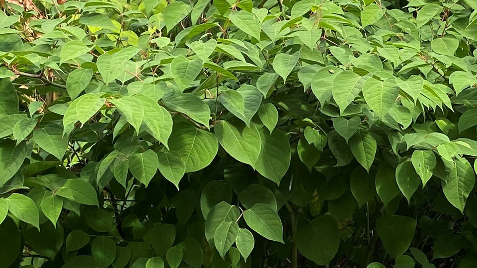 Parkslide (Reynoutria japonica)