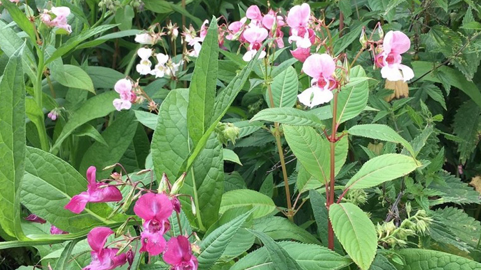 Jättebalsamin (Impatiens glandulifera)