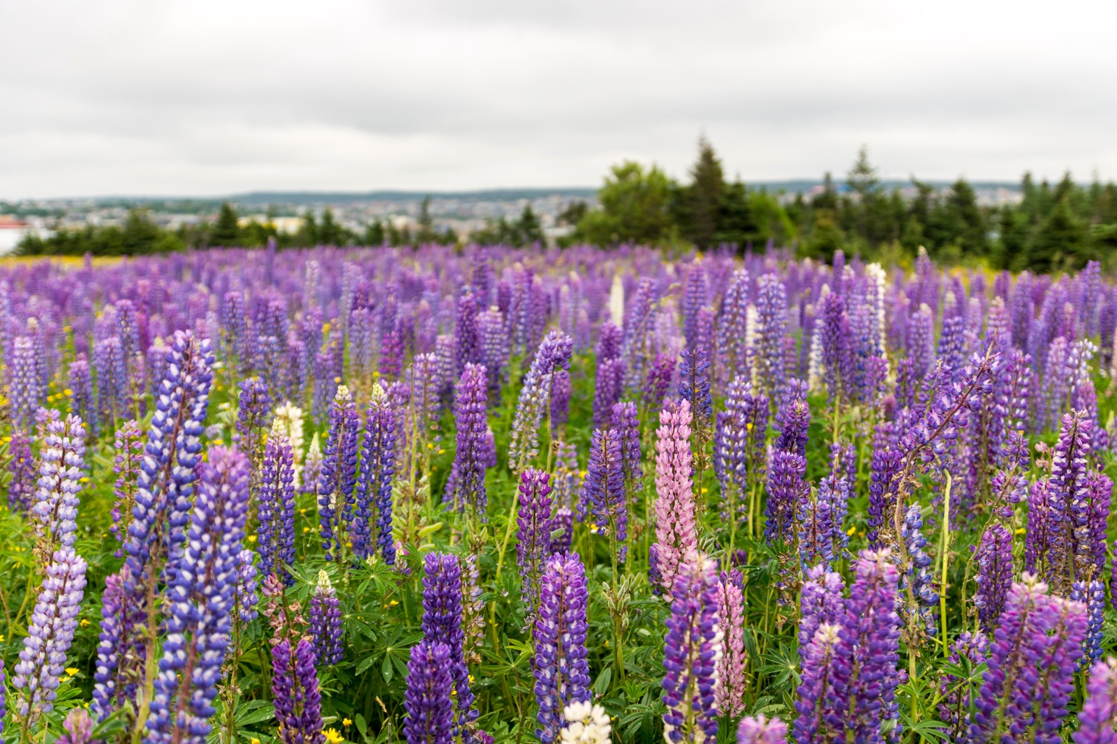 Blomsterlupin (Lupinus polyphyllus)