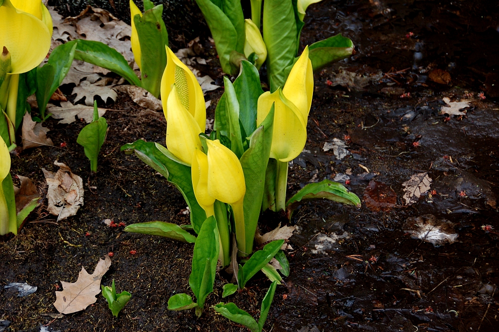 Gul skunkkalla (Lysichiton americanus)