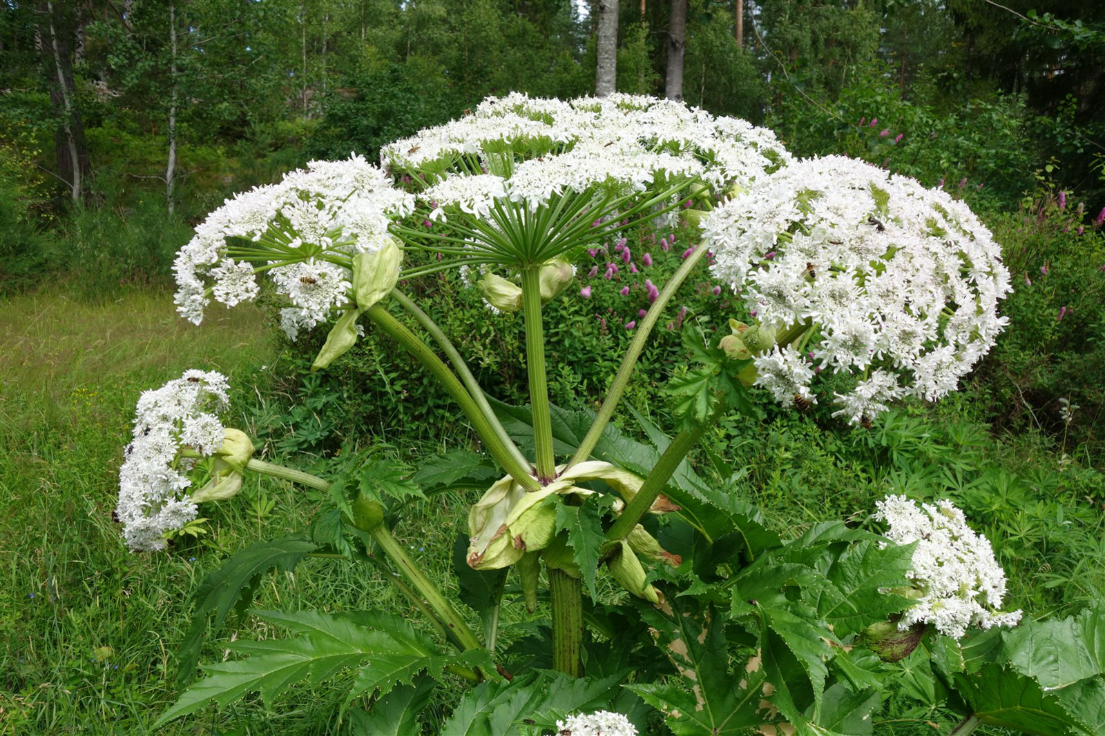 Jätteloka (Heracleum mantegazzianum)